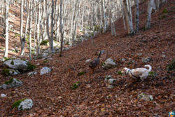 Parco Naturale Regionale Monti Simbruini