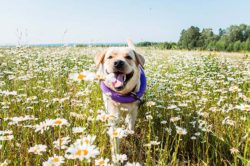 La camomilla e il cane
