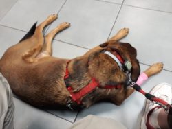 Un attimo di riposo dopo la donazione