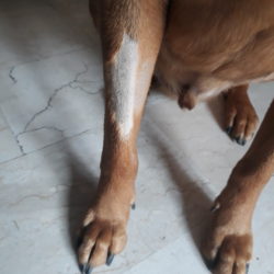 Nessun trauma e il pelo ricresce