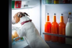 L'alimentazione è al primo posto nella salute
