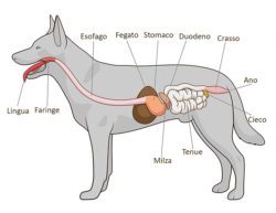 L'apparato digerente del cane