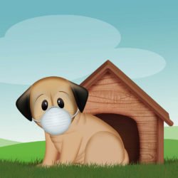 Il cane e la quarantena