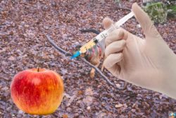 Gli additivi non voluti delle mele