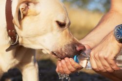 Acqua, il vitale nutriente non energetico