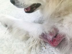 Dermatite alla zampa del cane