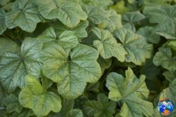 Malva Sylvestris